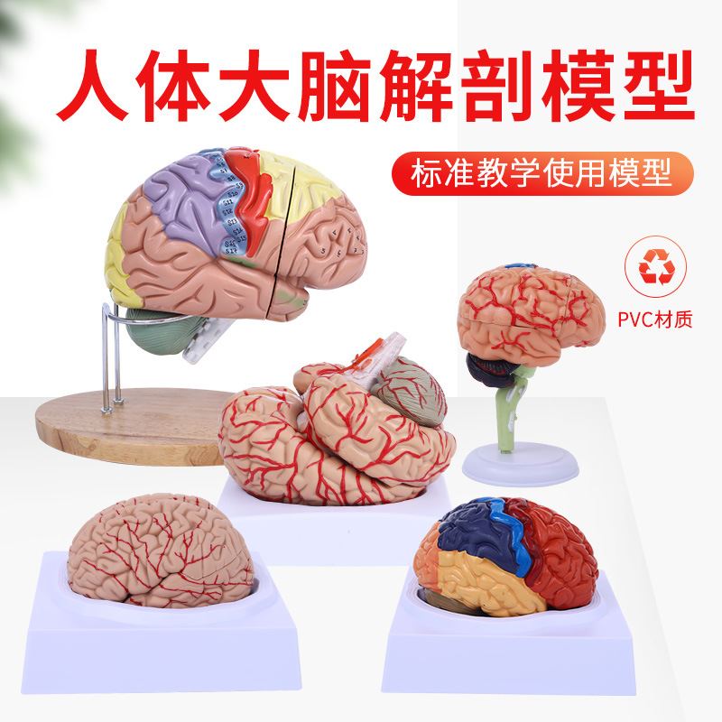 脑模型脑功能区域色分模型 人体大脑解剖模型 人脑动脉构造脑神经