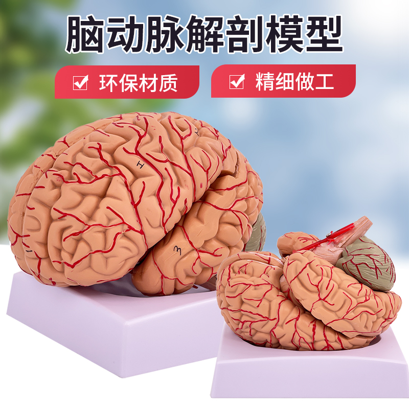 脑模型脑功能区域色分模型人体大脑解剖模型人脑动脉构造脑神经