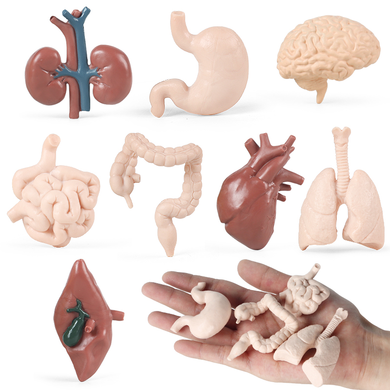 人体大脑模型构造全身内脏器官结构肌肉解剖儿童仿真玩具医学教具