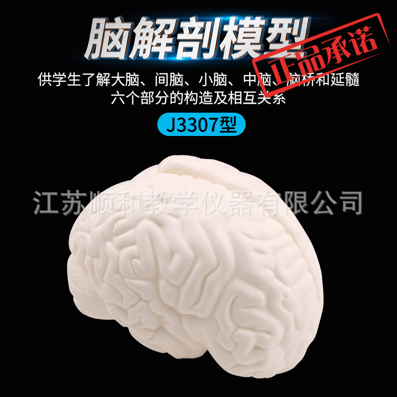 型小学初高中大脑模型脑部构造关系解剖教学模型脑解剖模型J3307