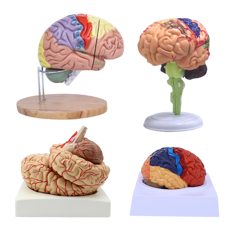 脑模型脑功能区域色分模型人体大脑解剖模型人脑动脉构造脑神经