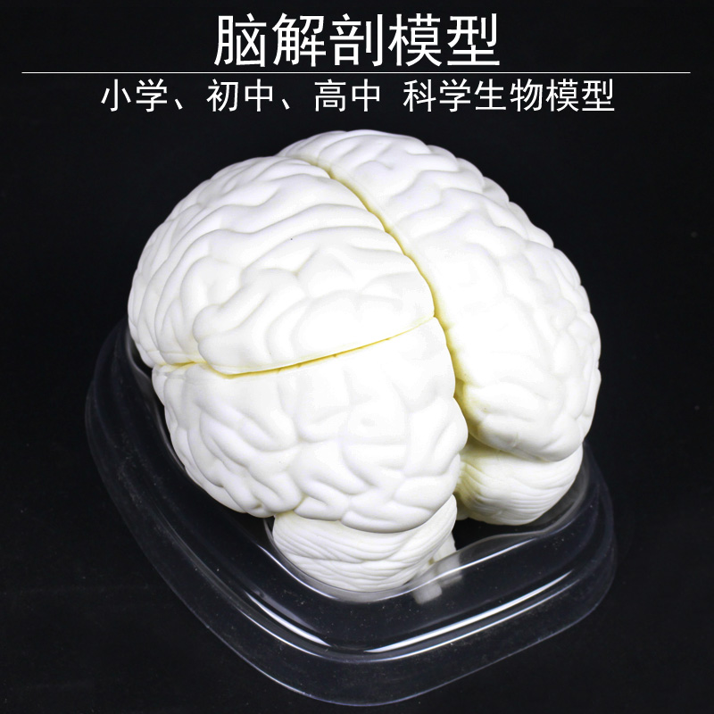 脑解剖模型乳胶材料生物实验室小学初中高中大脑模型脑干大脑小脑部构造关系解剖教学模型医学