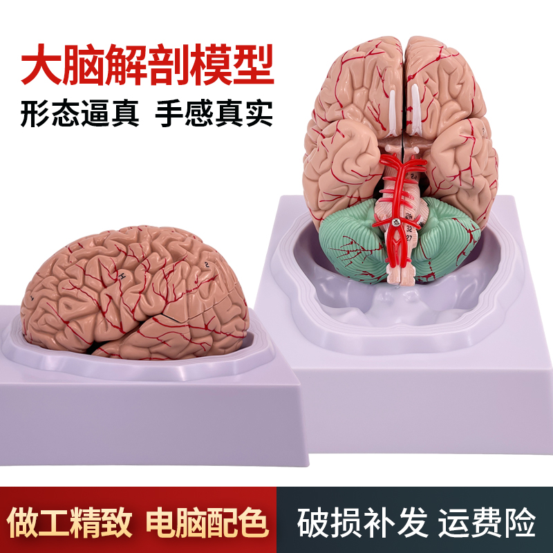 人体脑构造解剖模型 脑功能分区域 大脑神经结构解剖模型 脑模型