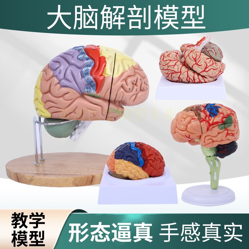 人体大脑解剖模型人脑动脉构造脑神经脑模型脑功能区域色分模型