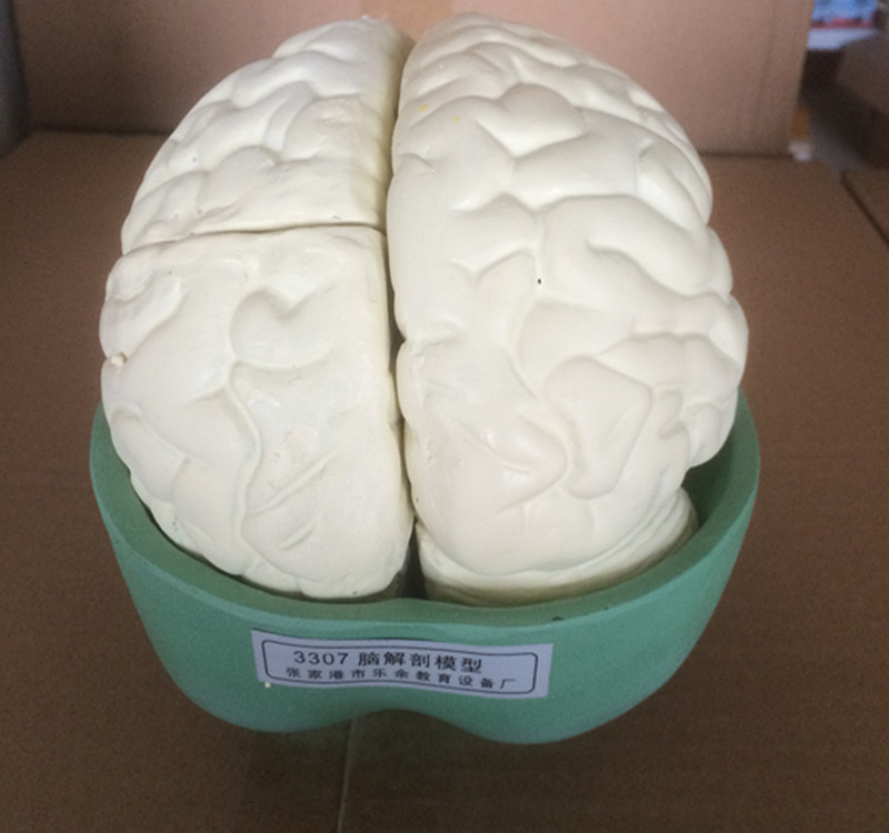 脑解剖模型 J3307直观教具 大脑半球 小脑主要构造 生物教学模型