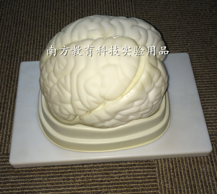 脑解剖模型 自然大 人体大脑构造 生物器材 医学用品 教学仪器