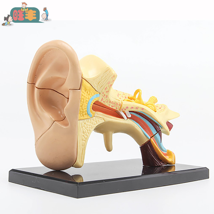 耳解剖模型 仿真人耳朵解剖构造模具 内中外耳结构耳朵拼装模型BD