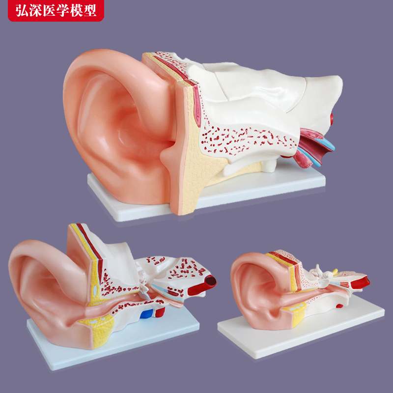 耳朵模型人体耳部解剖结构放大外中内耳道O采耳五官医学教学模玩