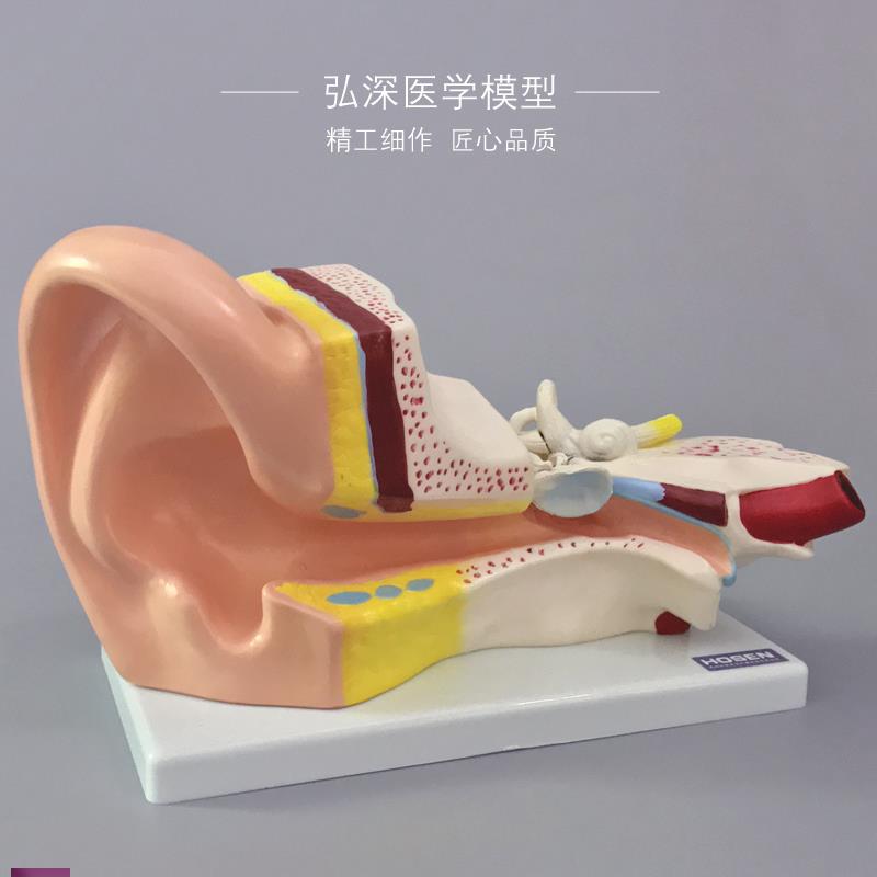 !人耳模型人体耳解剖结构3倍放大耳道采耳外中内耳朵听觉器官教
