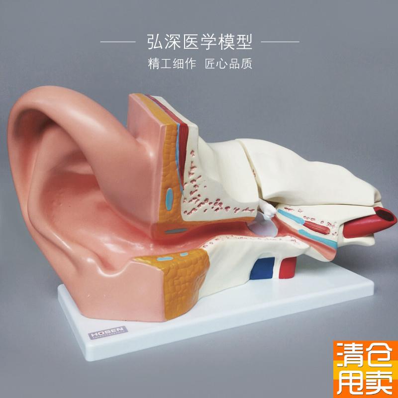 耳朵放大模型人体器官解剖结构耳道采耳外中内听觉耳Y鼻喉科教学