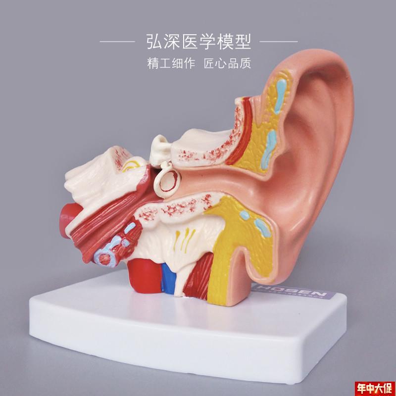 耳朵模型人体器官解剖结构耳道采耳D外中内听觉幼儿童医学教学模