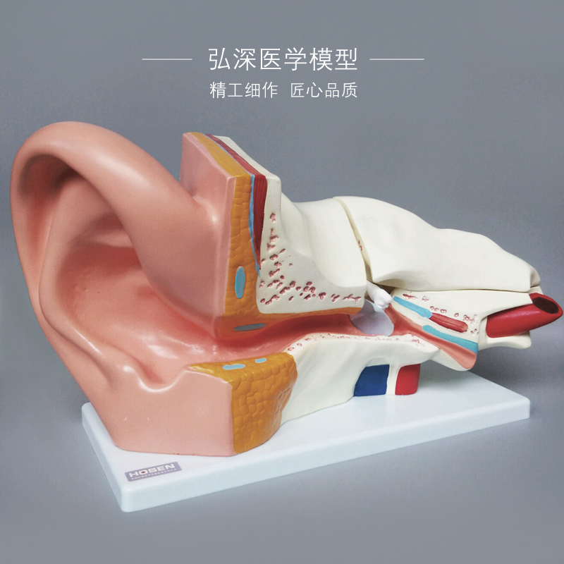 耳朵放大模型人体器官解剖结构耳道采耳外中内听觉耳鼻喉科教学