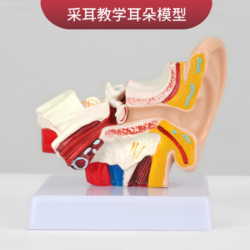 采耳耳朵模型桌上型耳朵解剖结构耳道模型外中内耳部听觉系统器官
