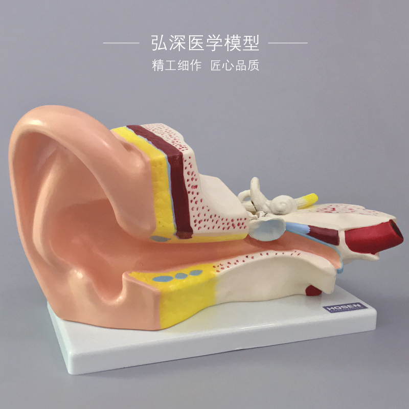 人耳模型人体耳解剖结构3倍放大耳道采I耳外中内耳朵听觉器官教学
