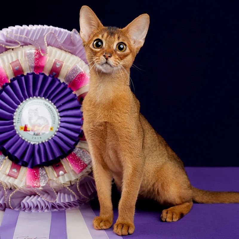 纯种阿比西尼亚猫幼猫血统红色原始色蓝阿比宠物猫活体不掉毛猫咪
