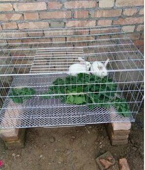 镀锌铁丝网围栏养殖网阳台防护防鼠防猫养鸡笼子小孔电焊网格家用