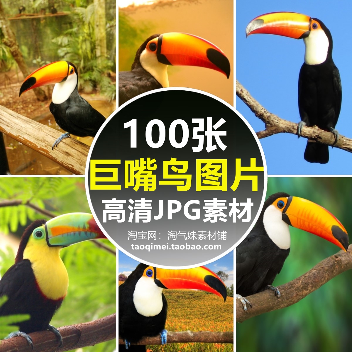 高清JPG大嘴鸟图片巨嘴鸟观赏鸟飞禽热带鸟类动物世界素材摄影照