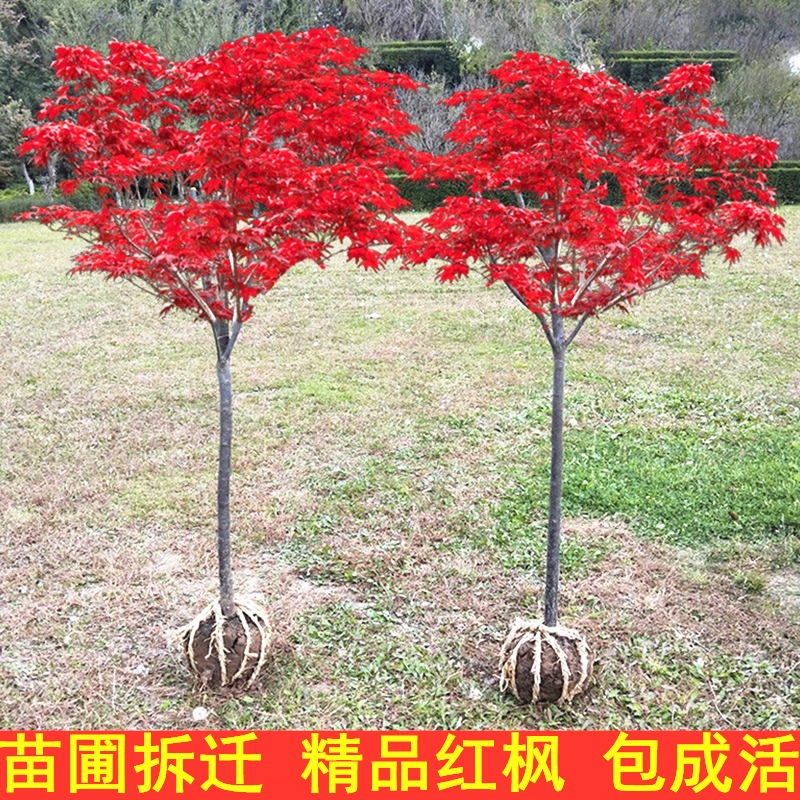 红枫树苗日本红舞姬盆景庭院阳台盆栽耐寒植物中国红枫树苗四季红