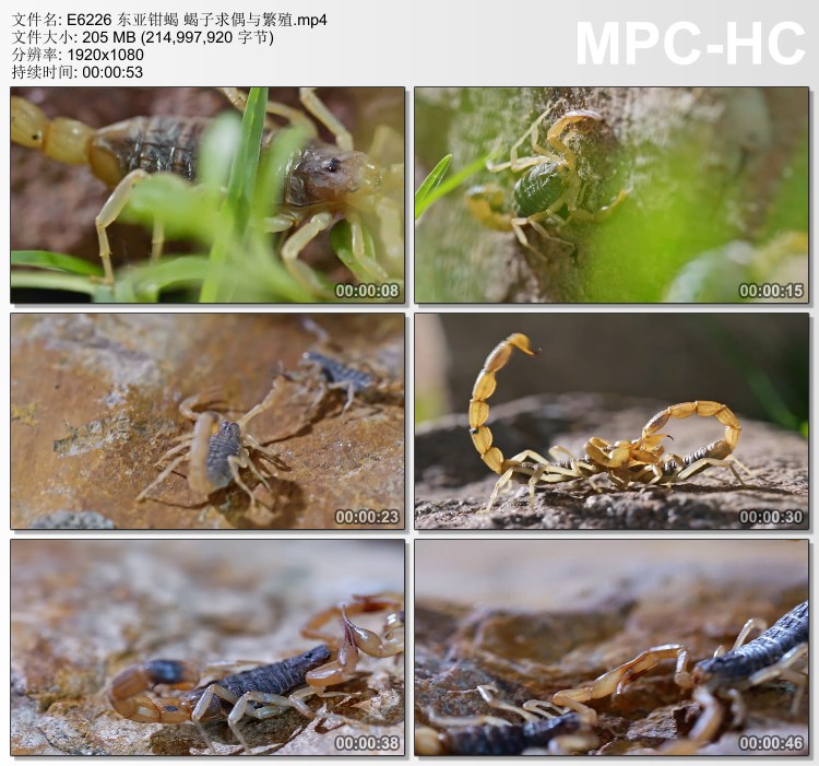东亚钳蝎 蝎子求偶与繁殖 高清实拍视频素材