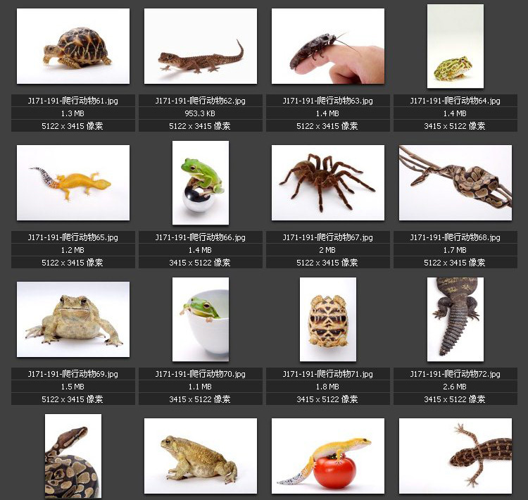 爬行动物 青蛙 蝎子 变色龙 乌龟 蛇 蜥蜴 专业高清图片素材图库