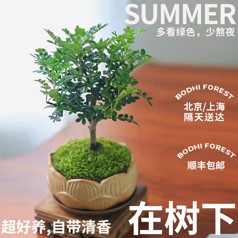 半夏森林在树下盆栽绿植懒人植物家庭室内桌花送客户盆景北京同城
