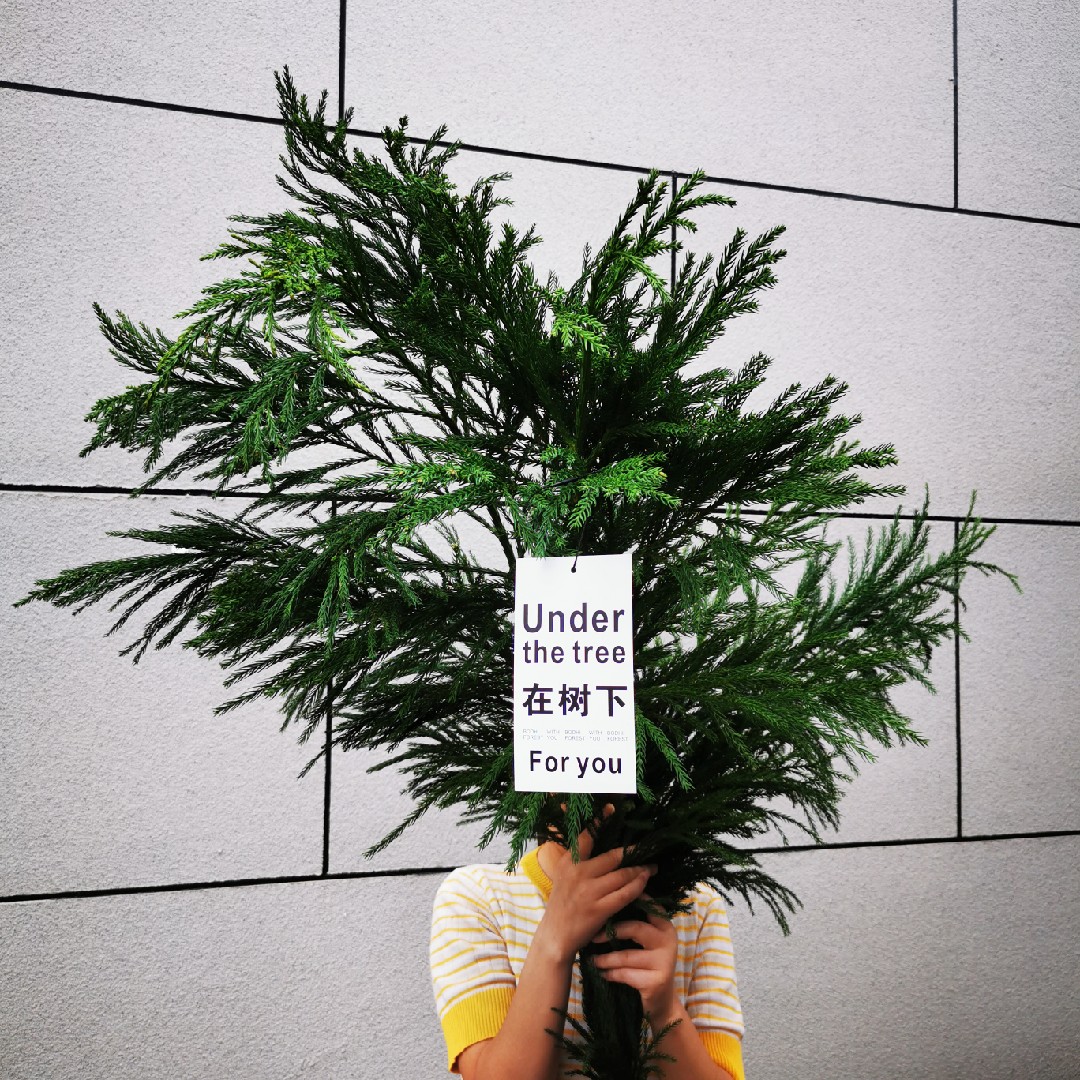 半夏森林巨大柳杉鲜切枝520水培植物家庭室内客厅鲜花北京发货