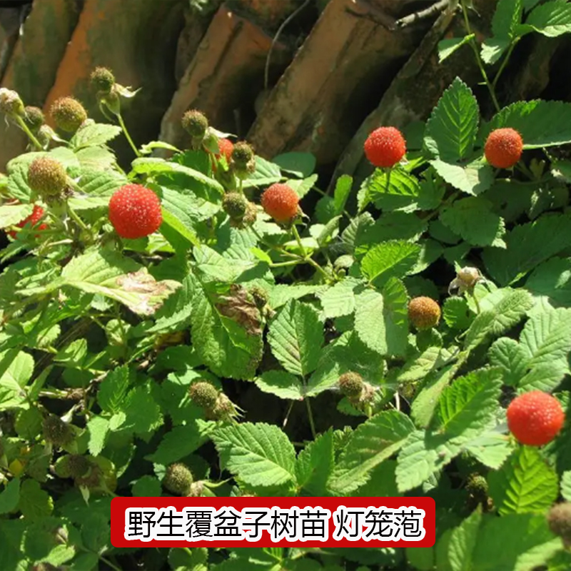 野外生长覆盆子苗灯笼萢农村覆盆树莓野草莓盆景蓬蘽水果泡 易种