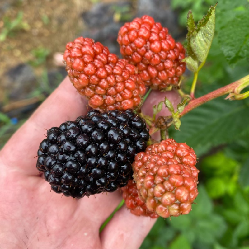 9cm盆 双季黑莓 树莓 苗组培黑莓 南北方庭院阳台种植 覆盆子