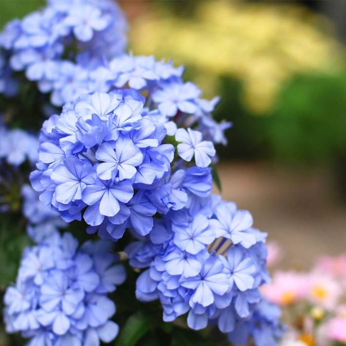 蓝雪花盆栽苗可垂吊可藤耐热花园阳台庭院观赏花卉蓝花丹花苗