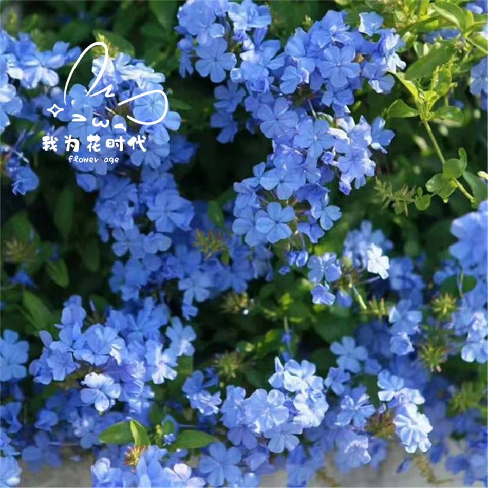 【蓝雪花】盆栽苗可垂吊可藤耐热夏季花园阳台庭院植物蓝花丹花苗