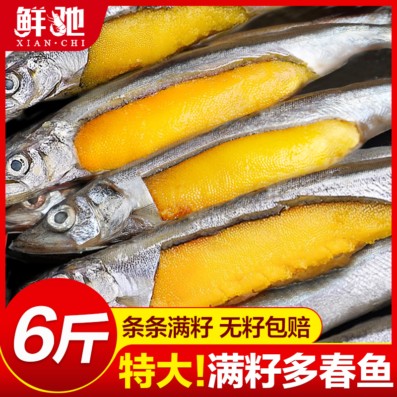 多春鱼满籽新鲜人吃籽鱼冷冻海鲜水产鲜活超特大海鱼烧烤食材商用