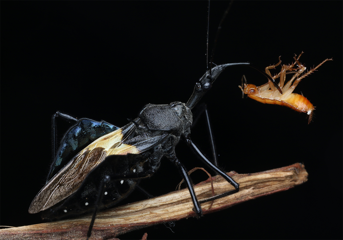 森林野人 犀猎蝽 猎蝽 活体昆虫 摄影昆虫