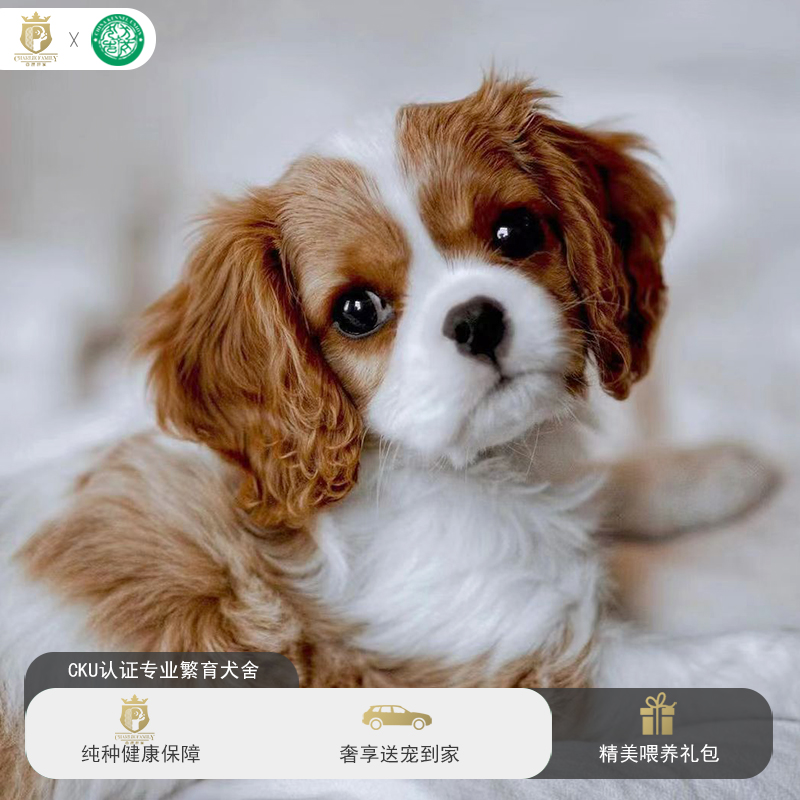 纯种查尔斯王小猎犬骑士查理王幼犬黄白色家养宠物狗北京专业犬舍