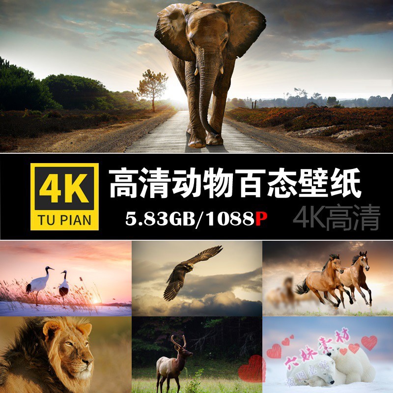 高清4K图片虎熊大象马鹿动物摆台摄影电脑壁纸ps海报设计参考素材