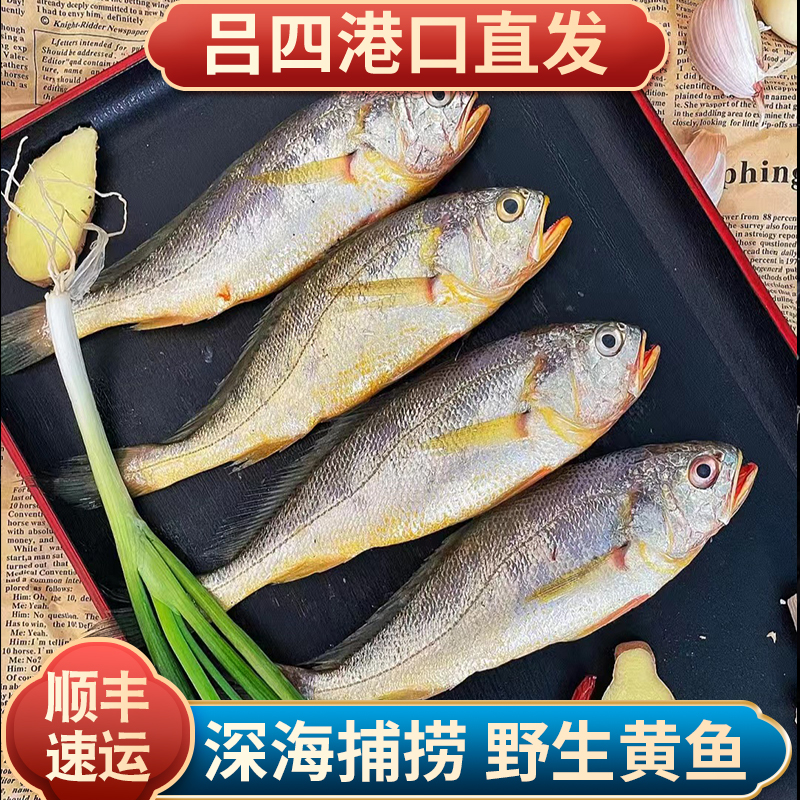 【直播推荐】吕四渔港纯野生黄鱼肉质鲜嫩3斤装 5-6条/斤