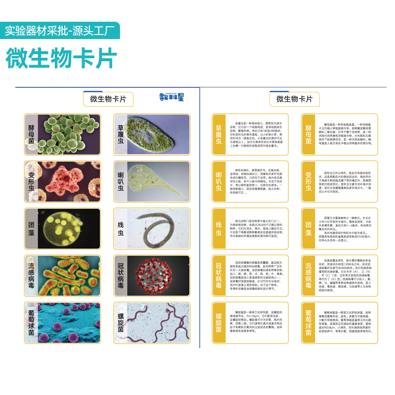 生物细胞图纸 微生物图卡 六年级科学微小世界配套卡片