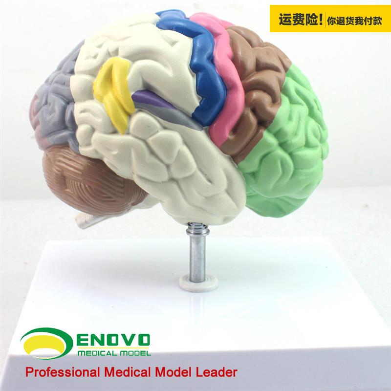 .ENOVO颐诺医学人体大脑功能分区模型端脑大脑模型人脑解剖器官