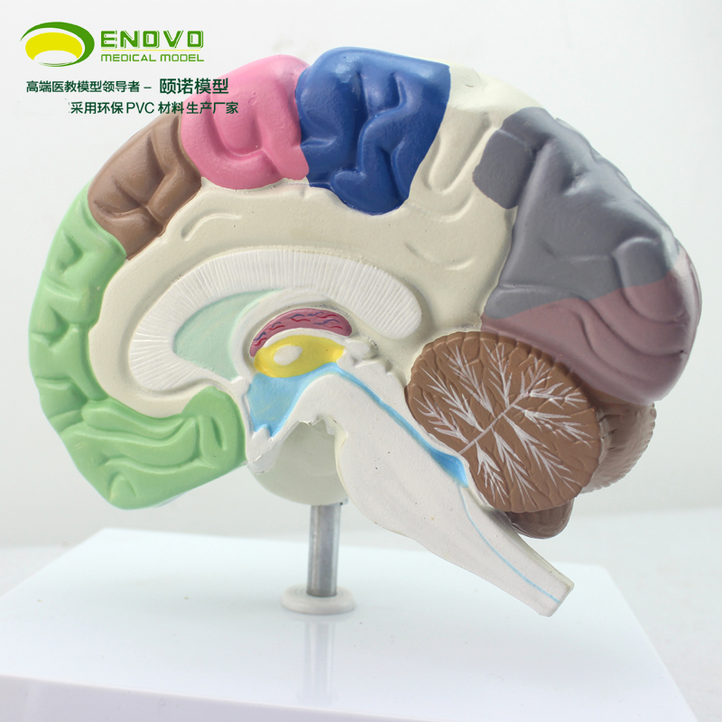正品人体大脑分区端脑模K型脑室脑半球脑解剖模型