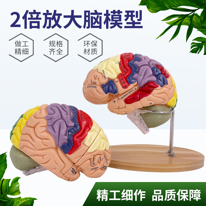 高端医学医用两倍放大版人体大脑神经解剖人脑端脑U室功能区分模