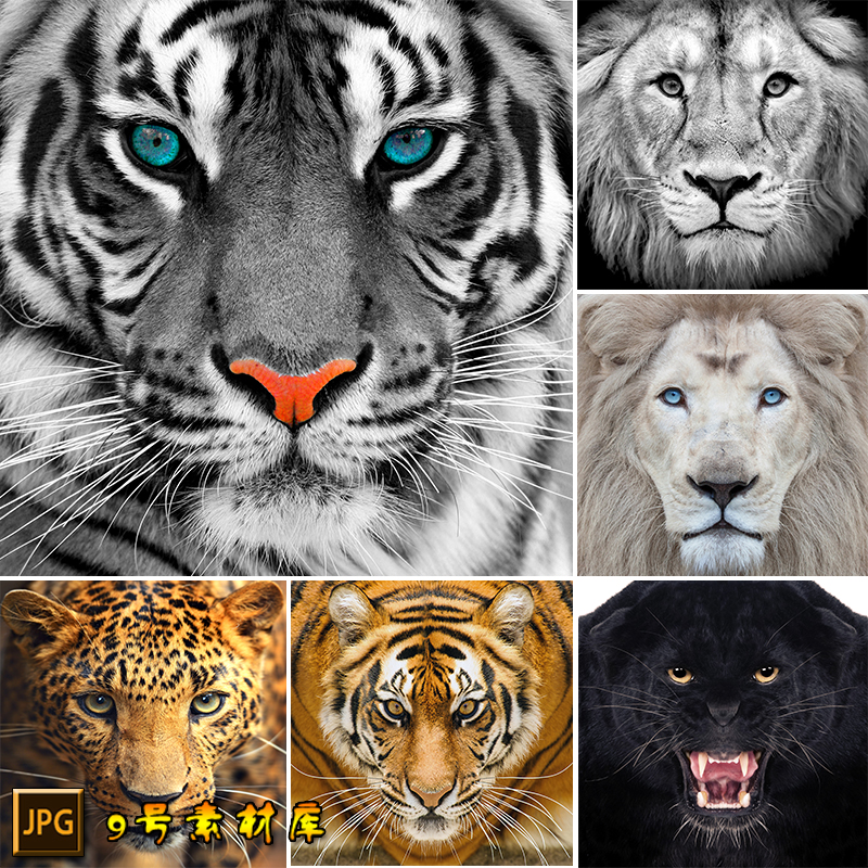 老虎狮子豹子狼头像脸部凶猛眼神特写动物装饰画JPG图片设计素材