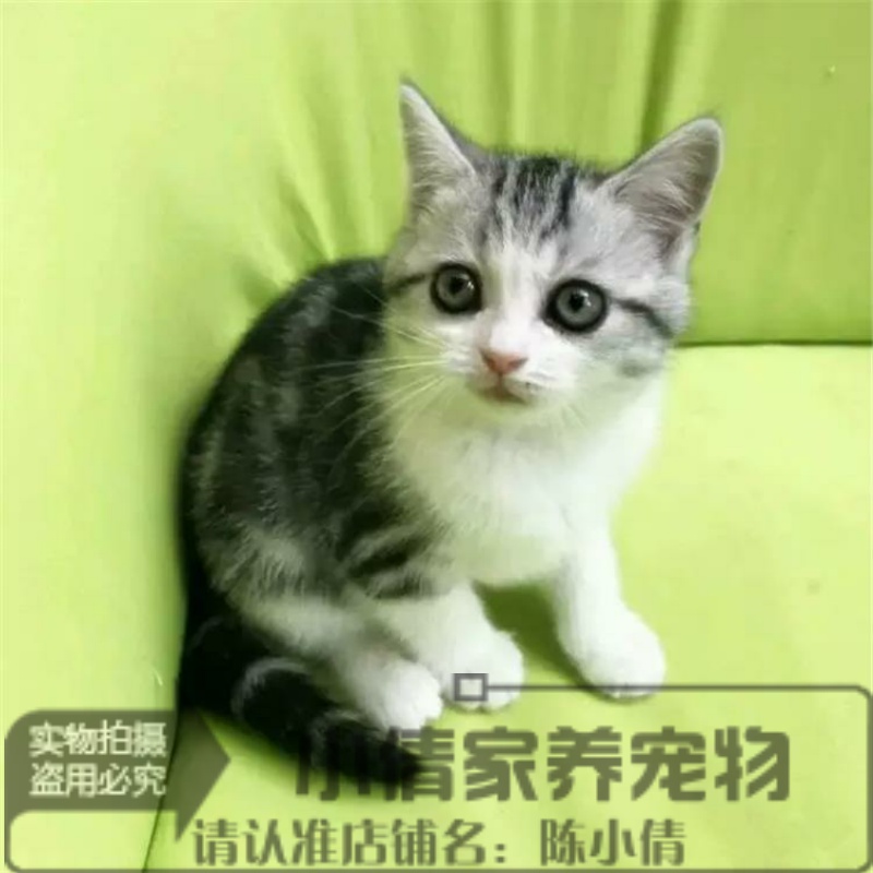 猫舍出售美国短毛猫美短加白宠物猫银虎斑起司猫活体幼猫纯种x