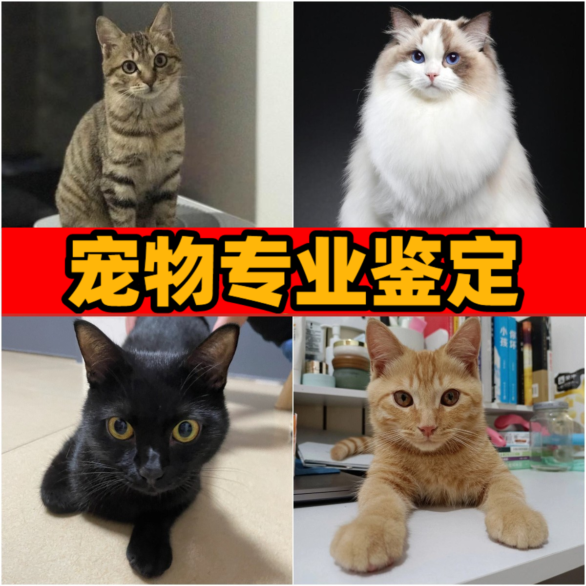 宠物猫咪中华田园猫品相性别年龄鉴定橘猫狸花猫布偶猫品种专业