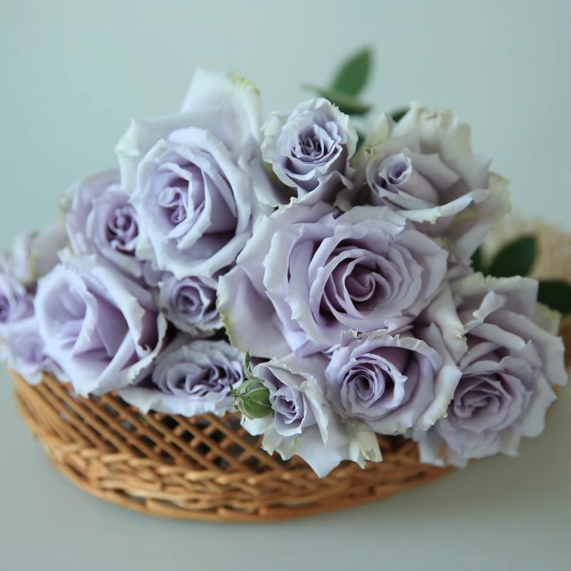 【百亩花卉】蓝色格劳恩大地之蓝日月月季淡紫色强香大花抗病勤花