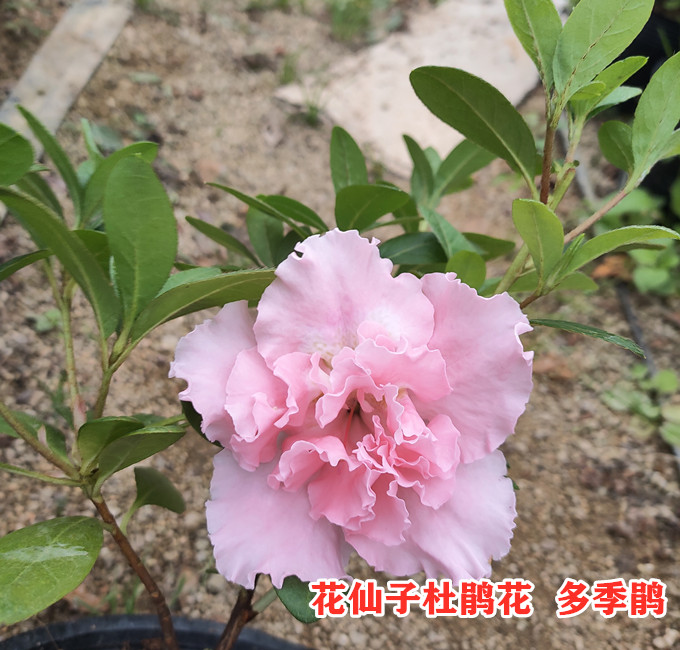 花仙子粉红多季鹃重瓣大花型品种杜鹃带苞鹃之舞盆栽精美花卉