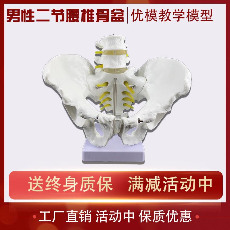 人体骨骼模型男性二节腰椎脊柱骨盆结构构造医院演示学校教学教具