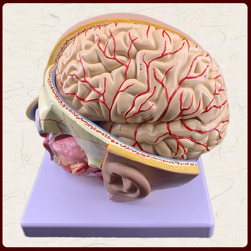 头部解剖模型人体脑颅结构神经组织口腔鼻咽喉脑动脉血管医学教学