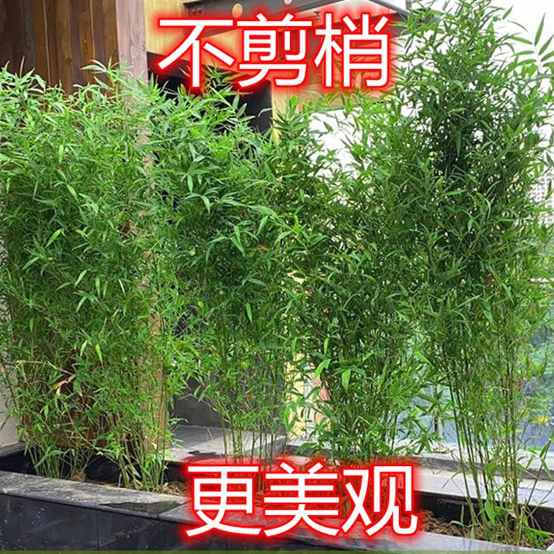 竹子苗带b梢室内盆栽室外种植南方北方适合金竹紫竹青竹四季长青