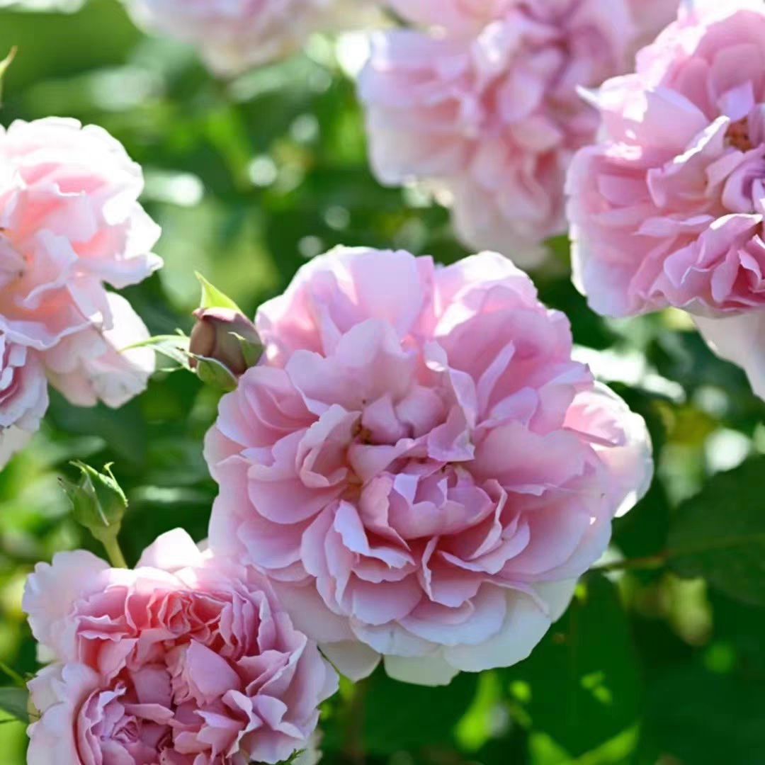 新品月季绝代艳后大花直立灌木玫瑰阳台庭院盆栽花卉小苗