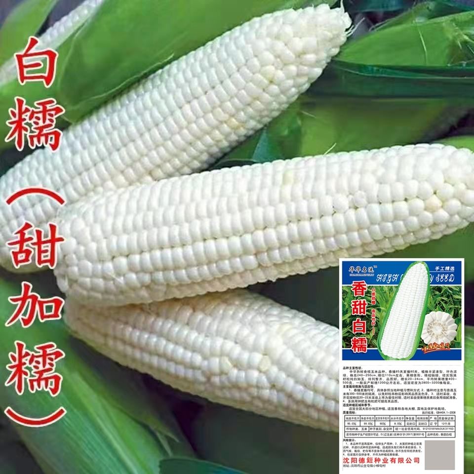 白糯甜玉米种子高产矮杆大棒四季播玉米非转基因超甜杂交大田种籽