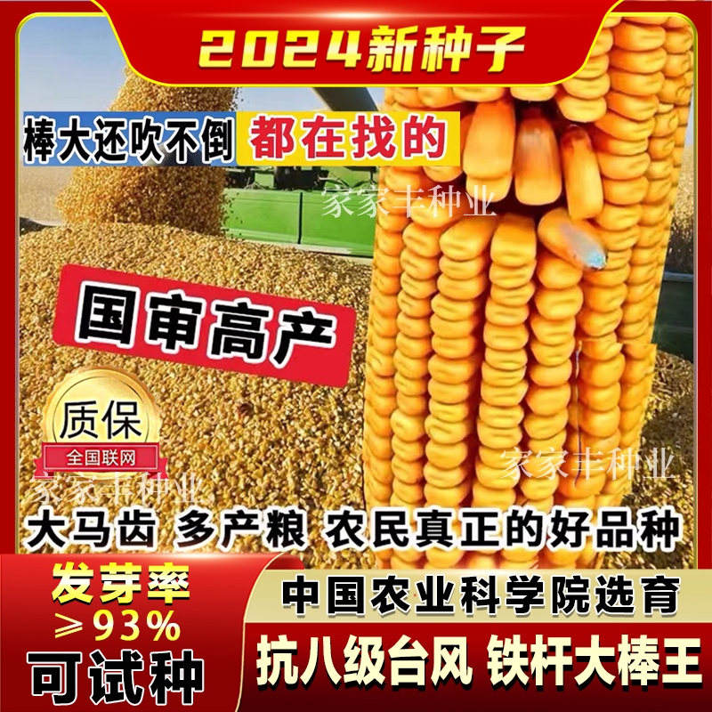 超级饲料玉米种籽四川高产杂交老品种玉米种子大全矮杆大棒玉米种